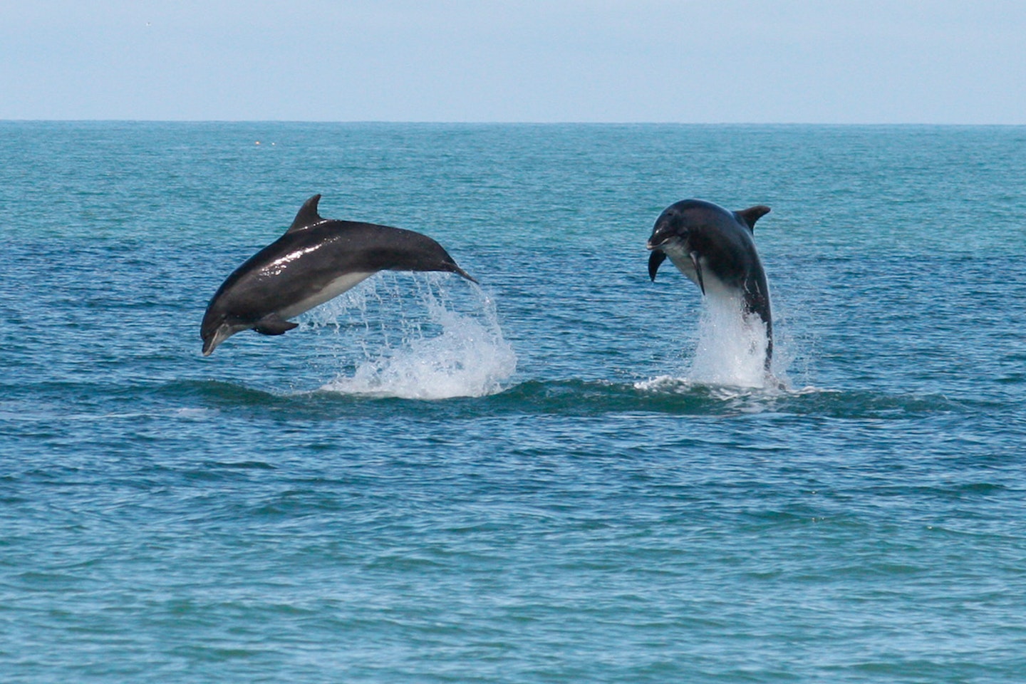 Dolphin Watching for Two