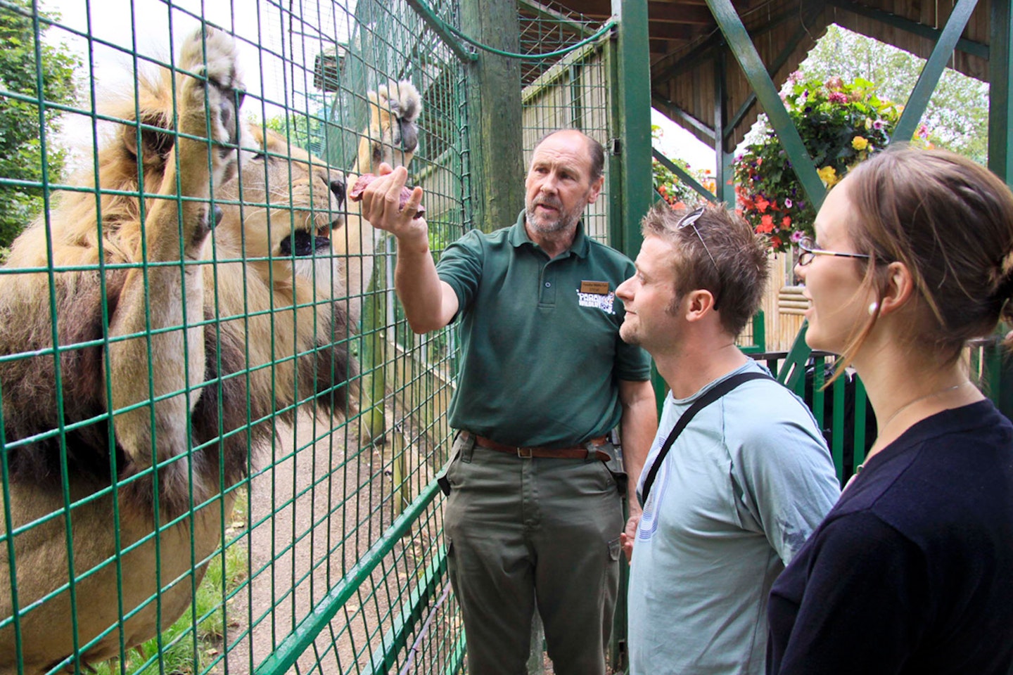 Feed the Big Cats for Two - Weekdays