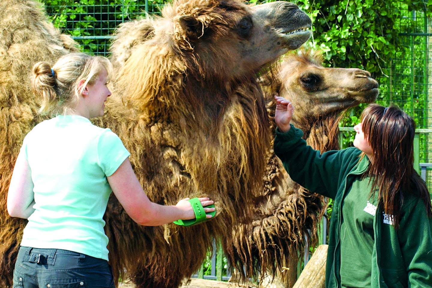 Shadow a Zookeeper for a Day