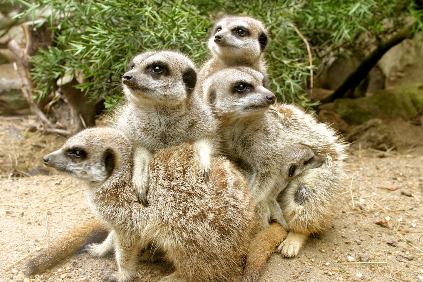 Animal Encounter at Drusillas Park