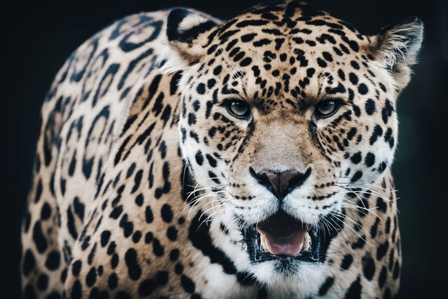 Animal Photography Course with Lunch at Dartmoor Zoo