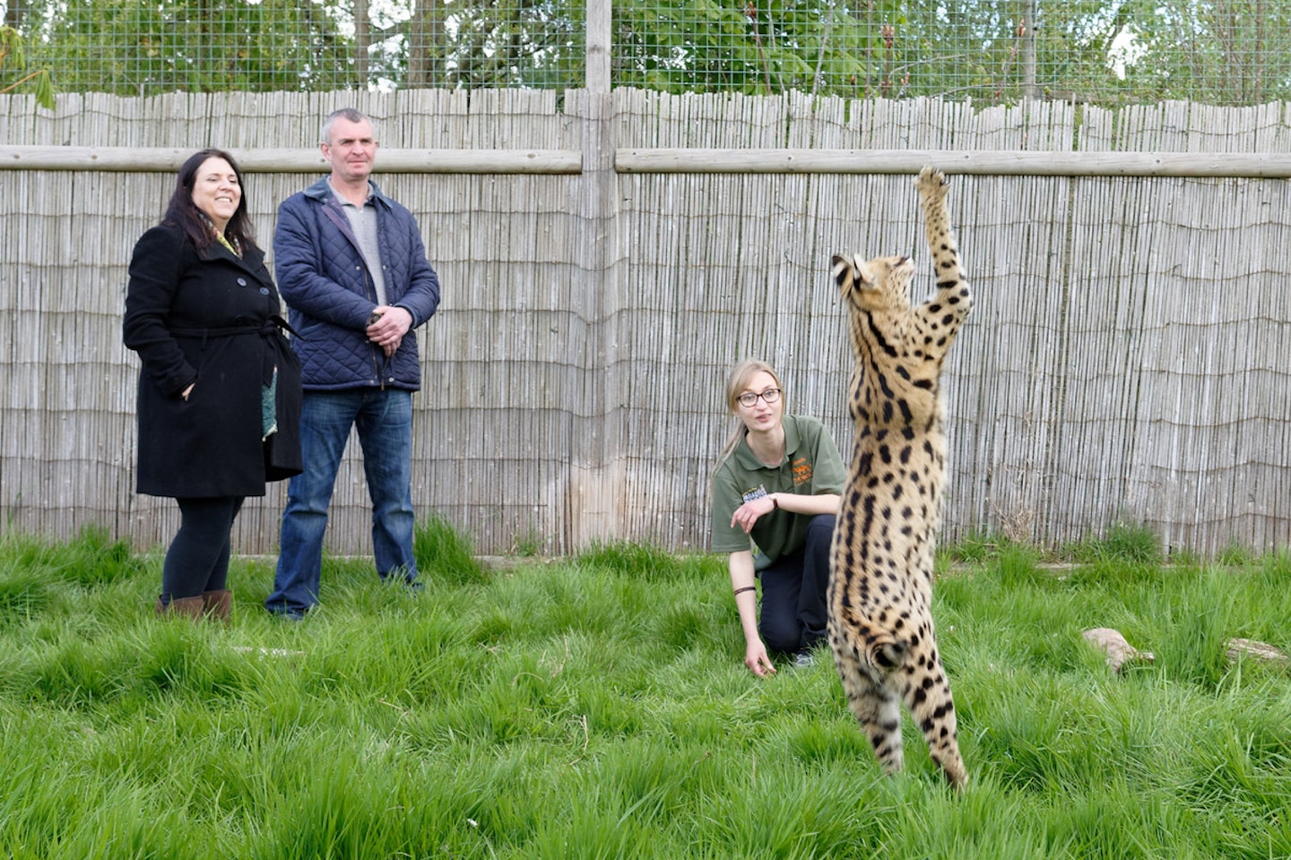 Big Cat Encounter - Weekends