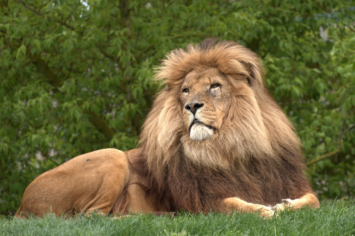 Big Cat Encounter - Weekends