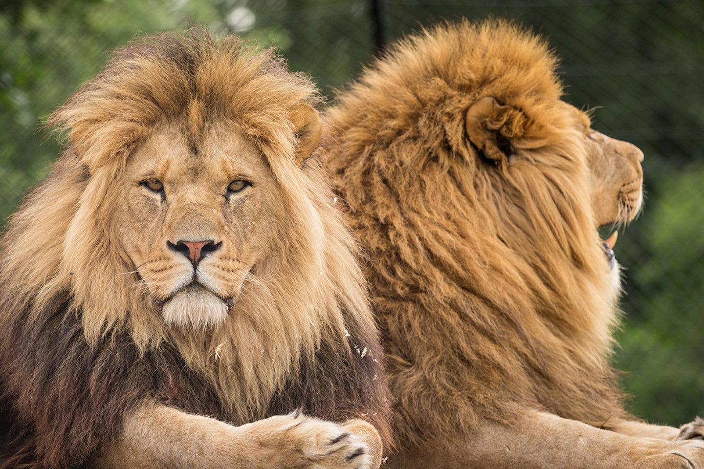 Big Cats Photography Experience