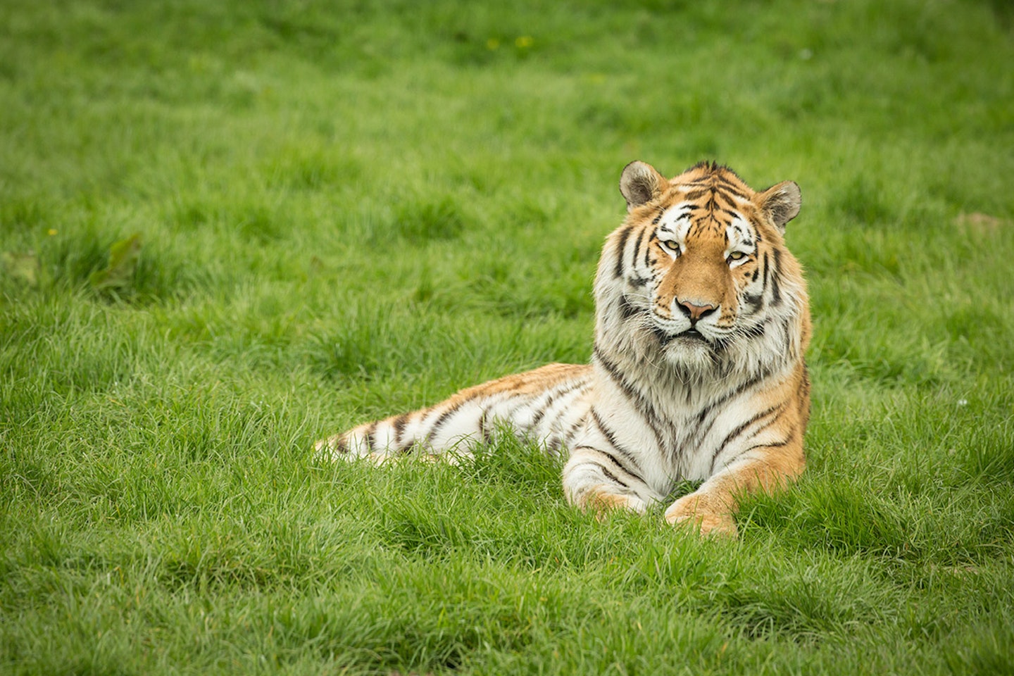 Big Cats Photography Experience