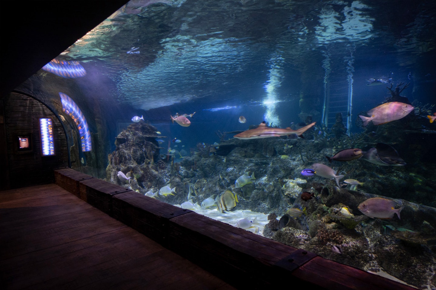 Weekday Dive with Sharks at Skegness Aquarium