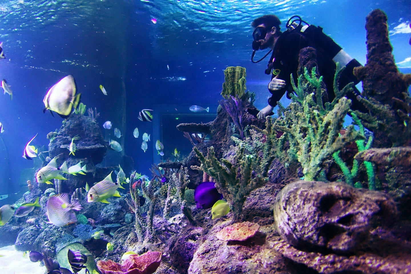 Dive with Sharks at Skegness Aquarium