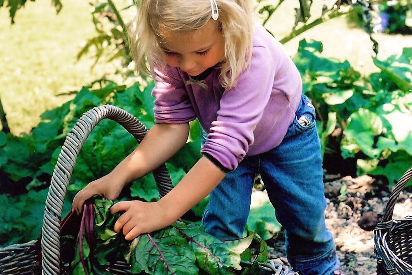 Grow your Own Family Favourites Veg Patch from Rocket Gardens