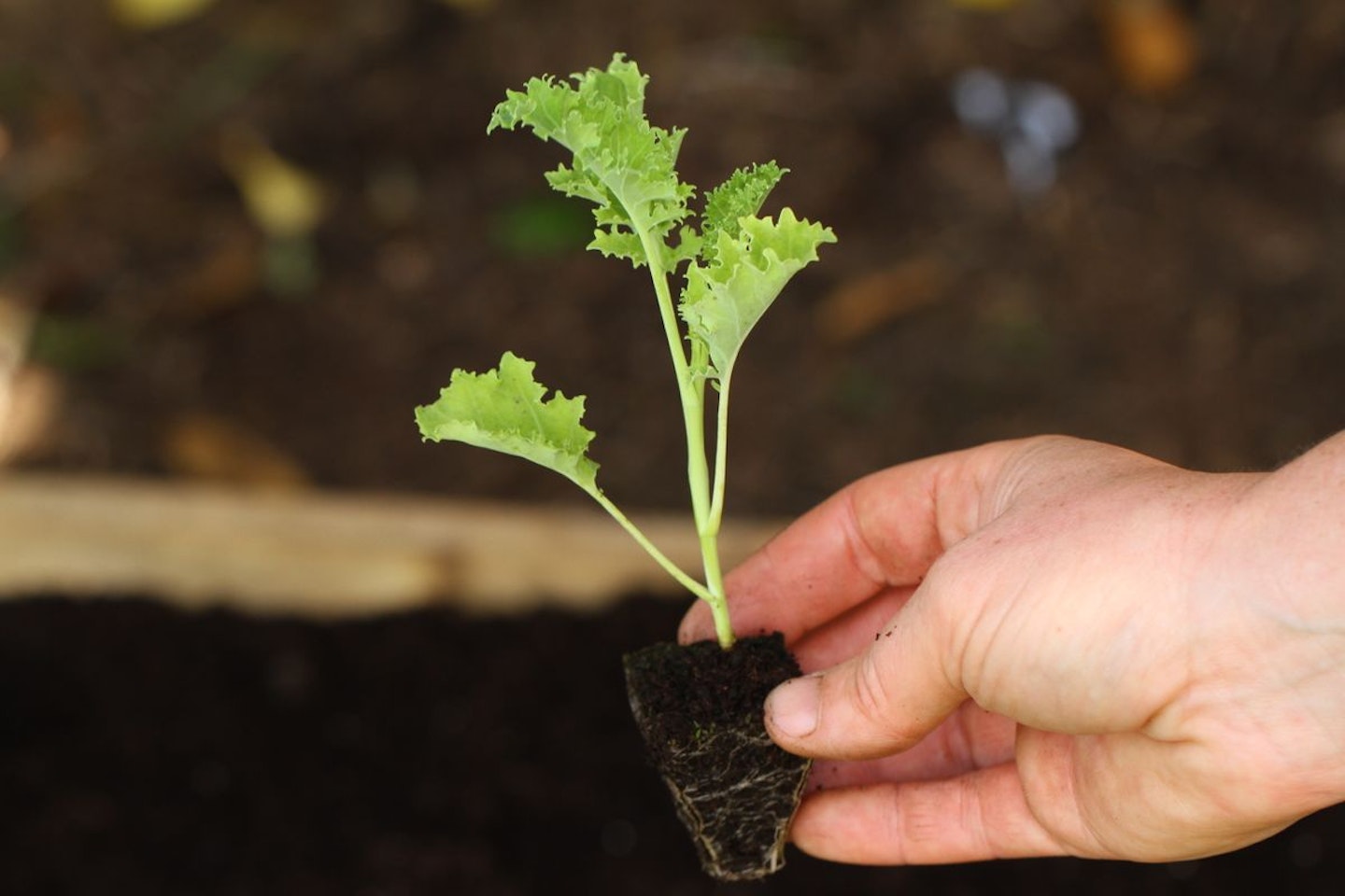 Grown Your Own Container Garden Veg Patch from Rocket Gardens