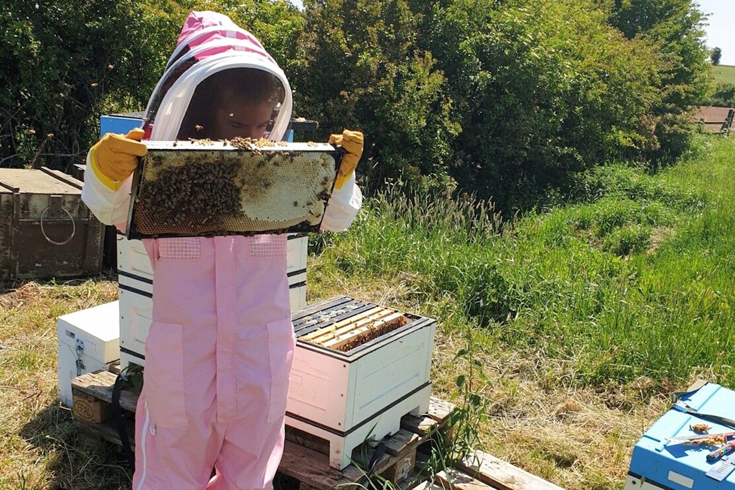 Full Day Beekeeping Experience