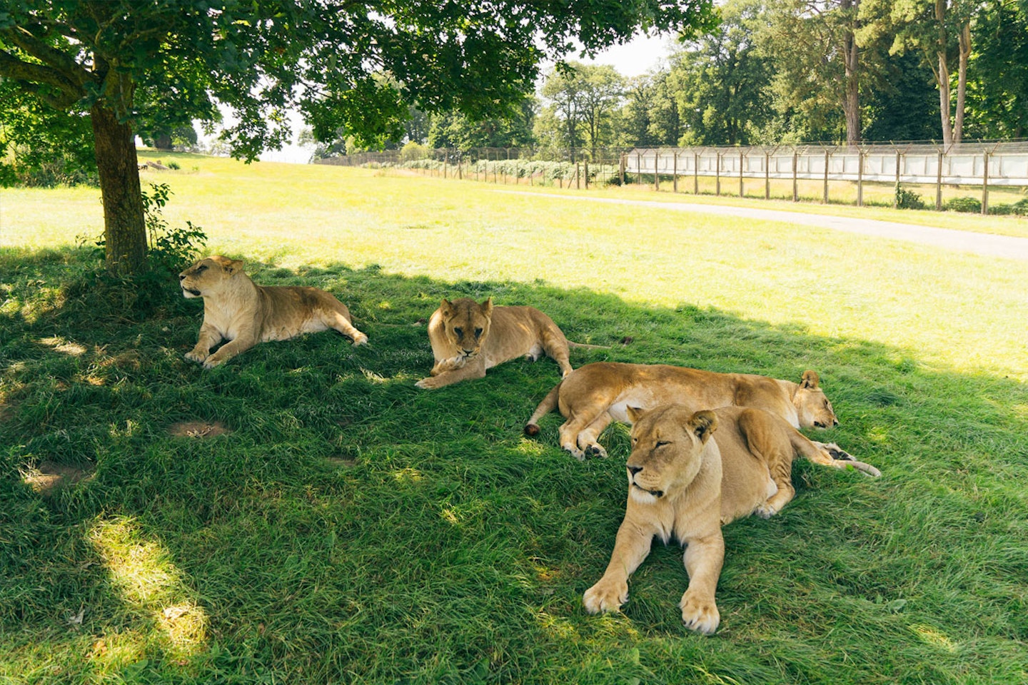 Half Day Safari Park Photography Experience