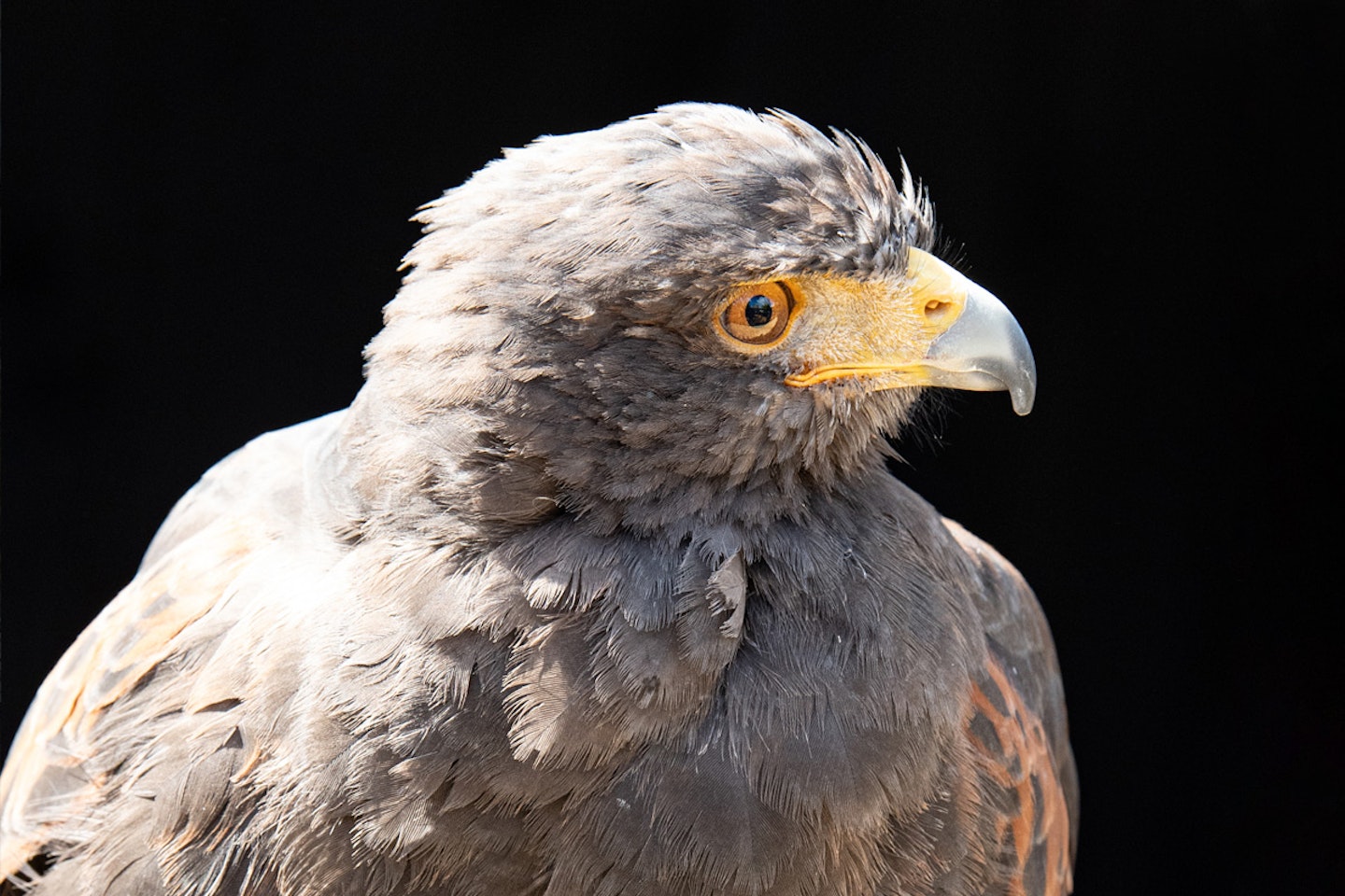 Hawk Walk for Two at Millets Falconry Centre