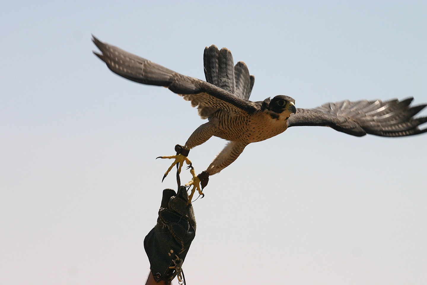 Introductory Falconry