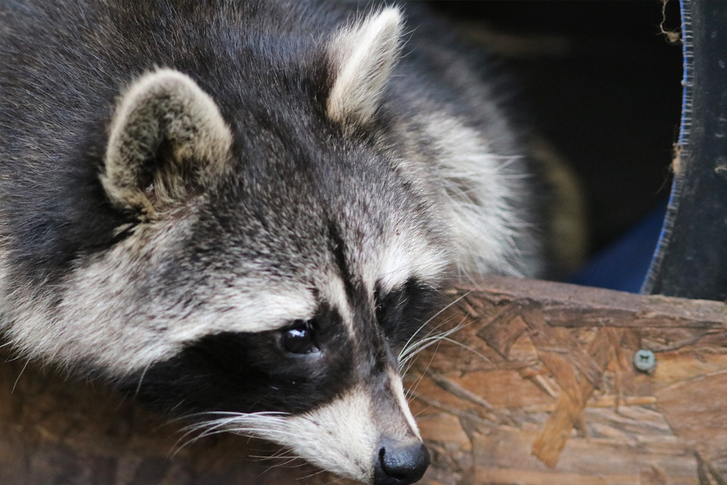 Junior Animal Keeper Experience at Millets Falconry Centre