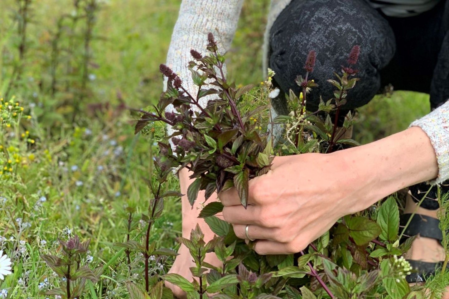 Make Your Own Natural Skincare Products from a Wildflower Meadow