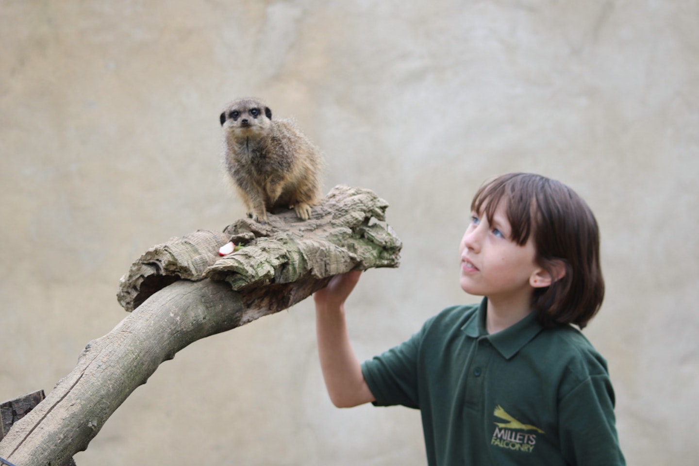 Meet and Feed the Meerkats at Millets Falconry Centre