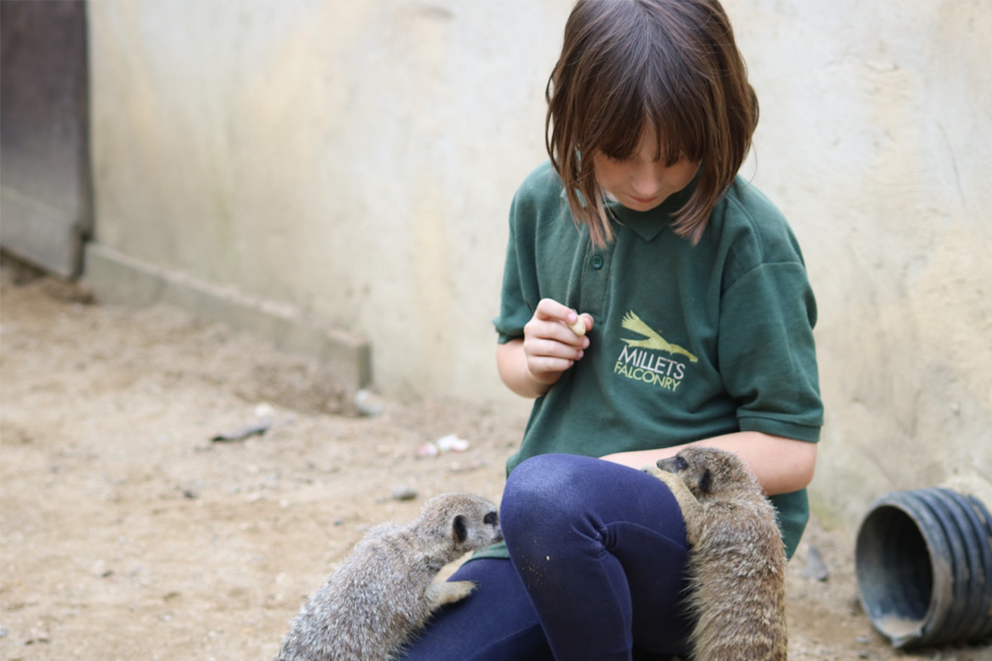 Meet and Feed the Meerkats for Two at Millets Falconry Centre