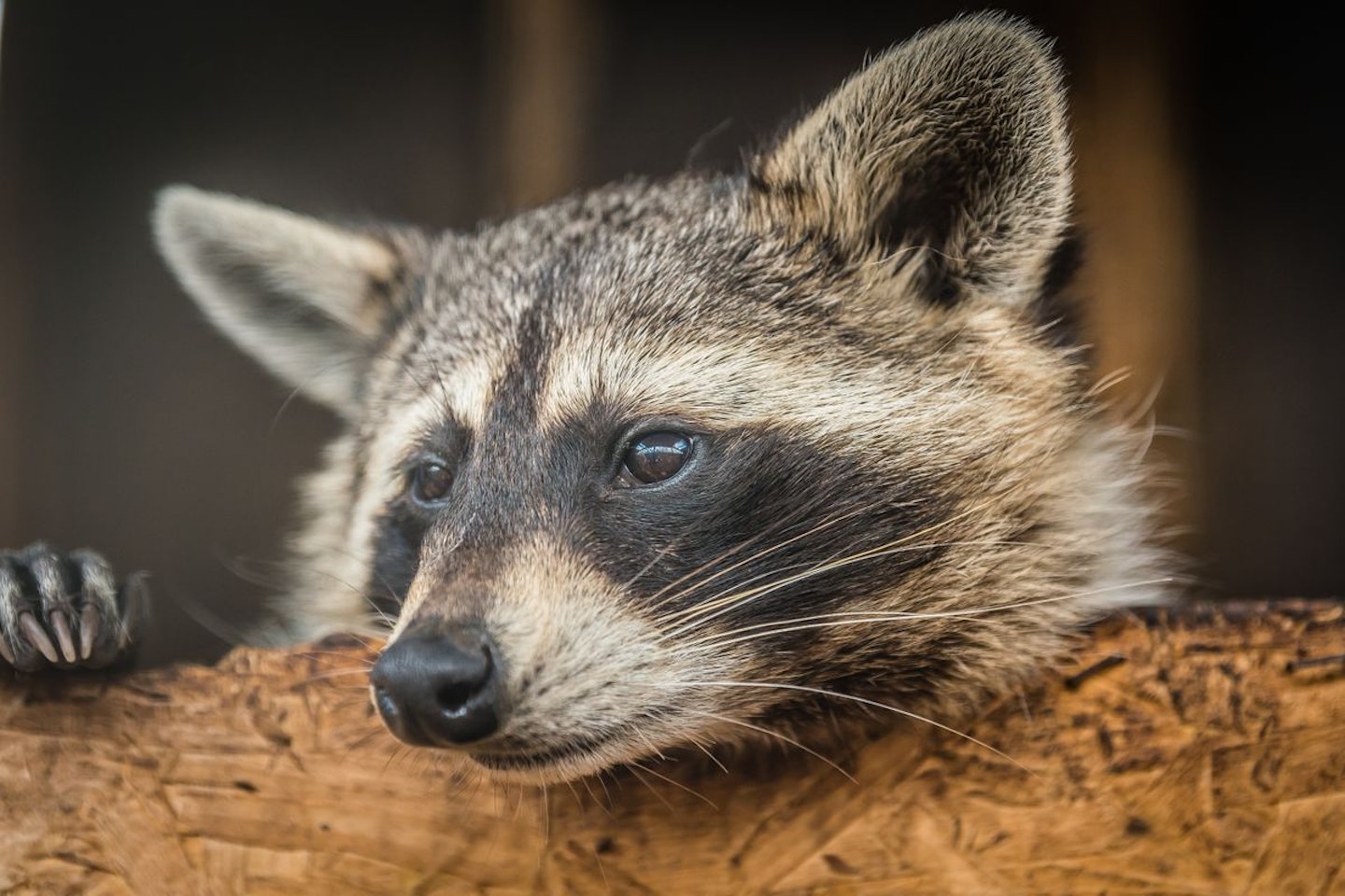 Meet and Feed the Raccoons for Two at Millets Falconry Centre