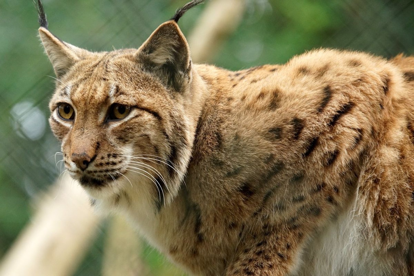 Meet the Lynx at Dartmoor Zoo for Two