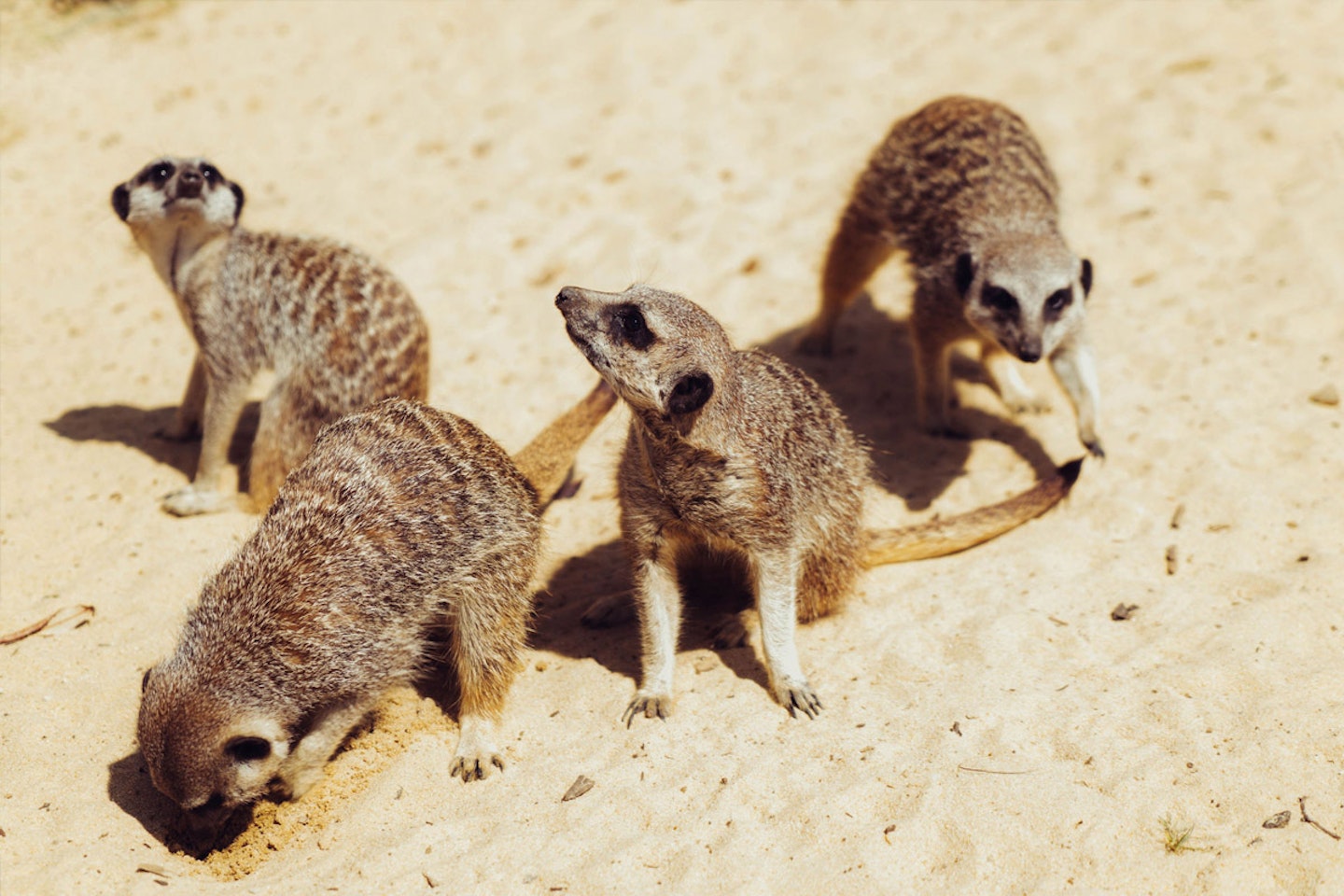 Meet the Meerkats for One