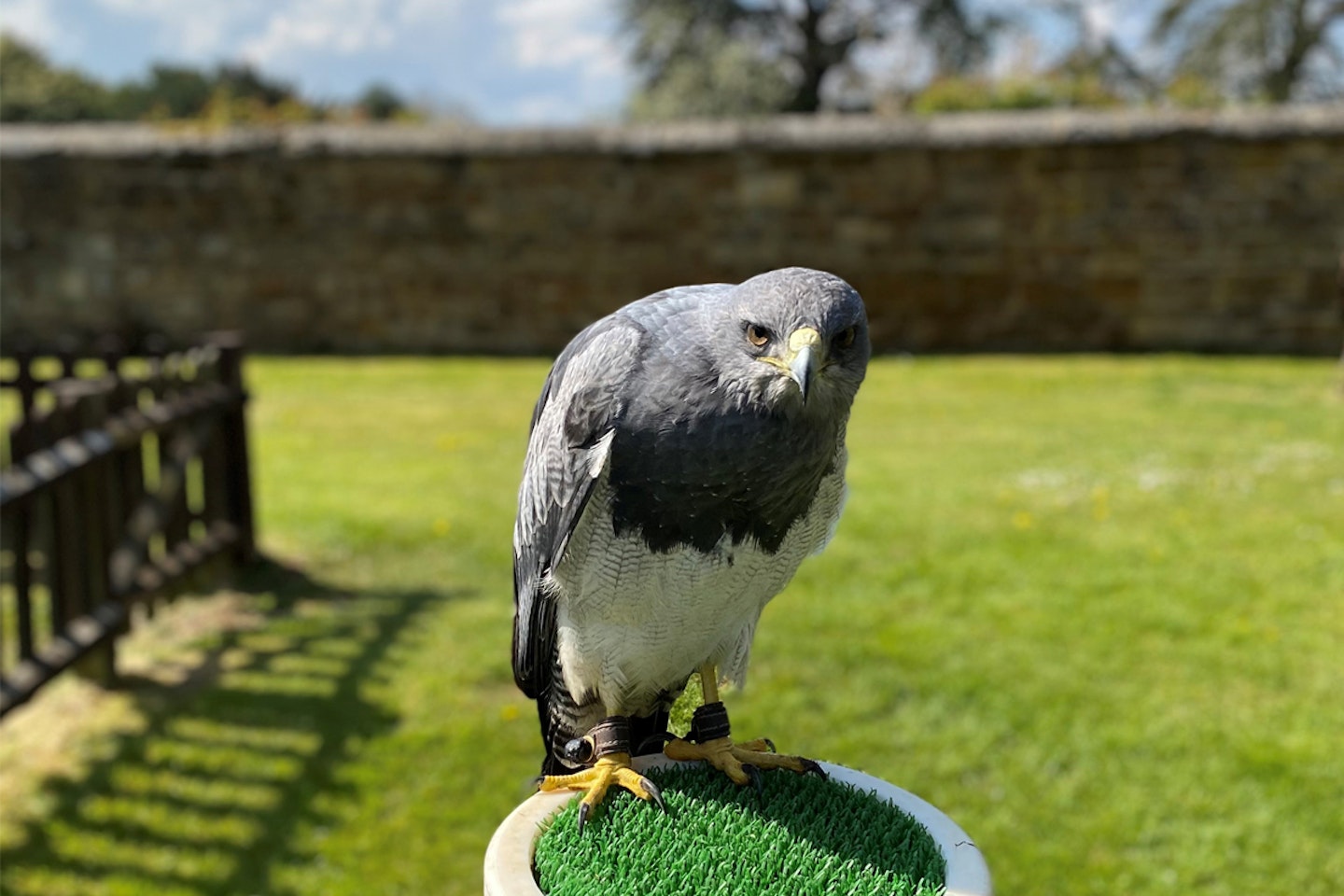 Premier Falconry Experience at Icarus Falconry Centre