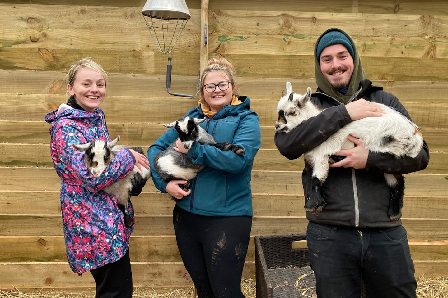 Pygmy Goat Play for Two