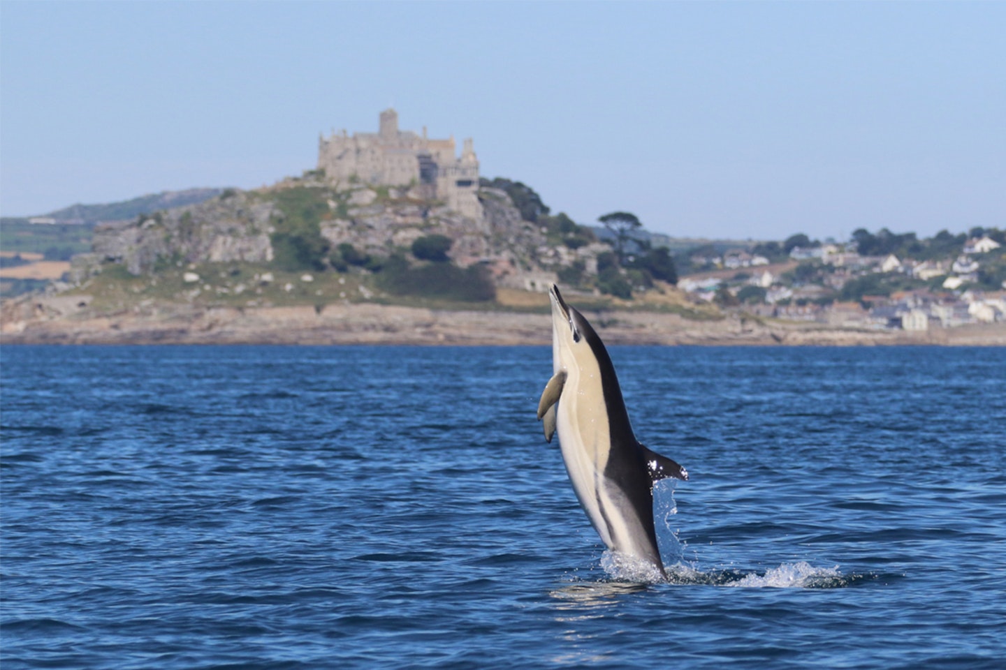 Seal and Dolphin Watching in Cornwall for Two