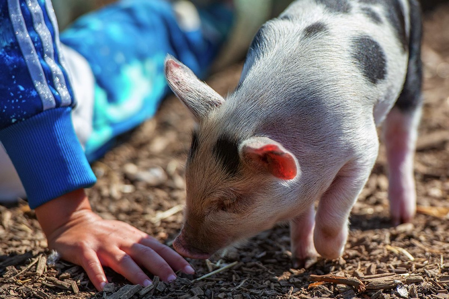 The Pig Enthusiast Experience at Kew Little Pigs