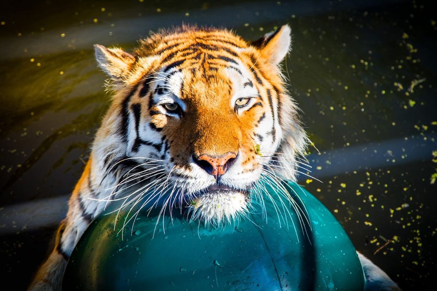 The VIP 'We bought a Zoo' Tour for Two at Dartmoor Zoo