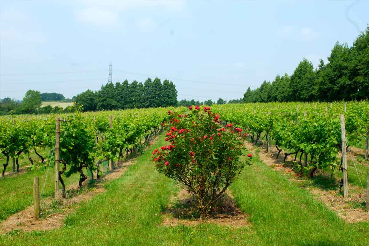 Tour and Tasting with Afternoon Tea for Two at Chilford Hall Vineyard