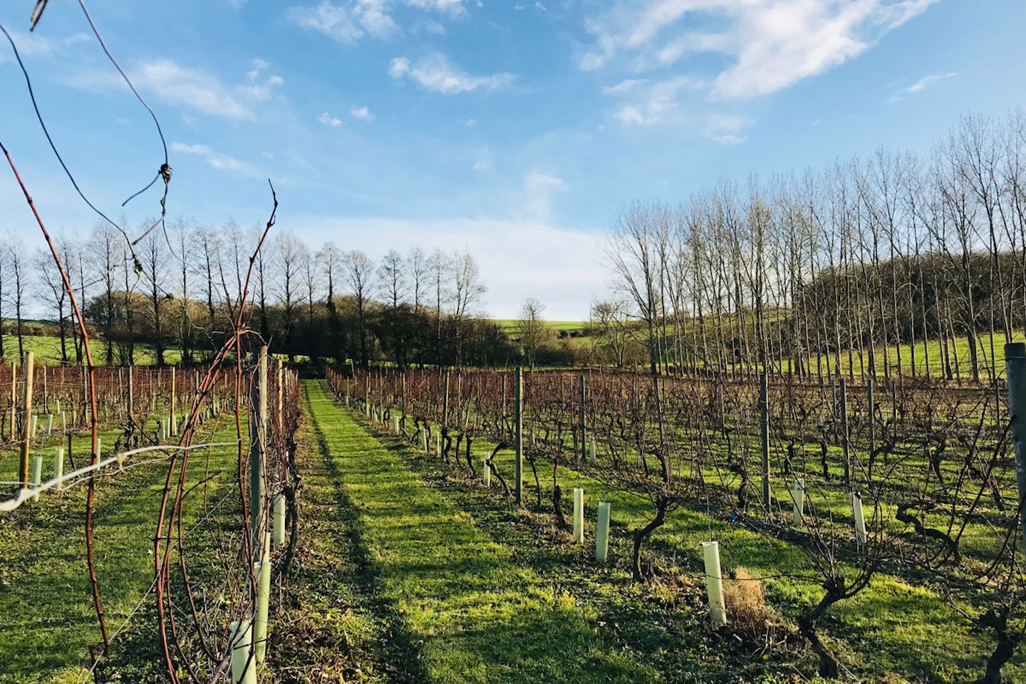 Tour and Tasting with Lunch for Two at Chilford Hall Vineyard