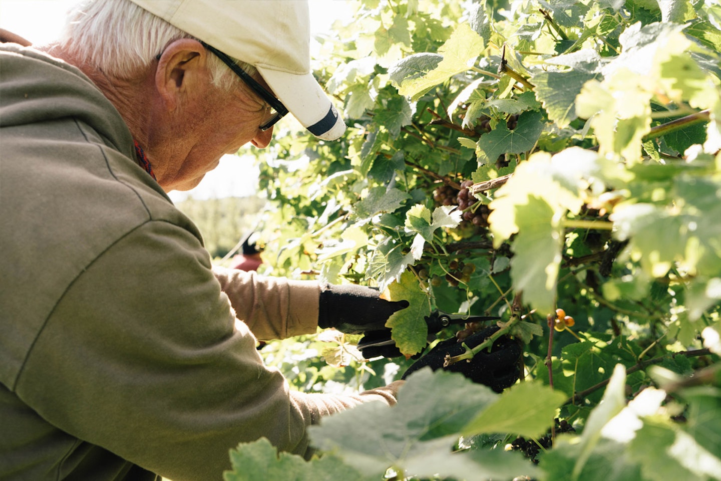 Vineyard tour, Tasting and lunch for two - Special offer