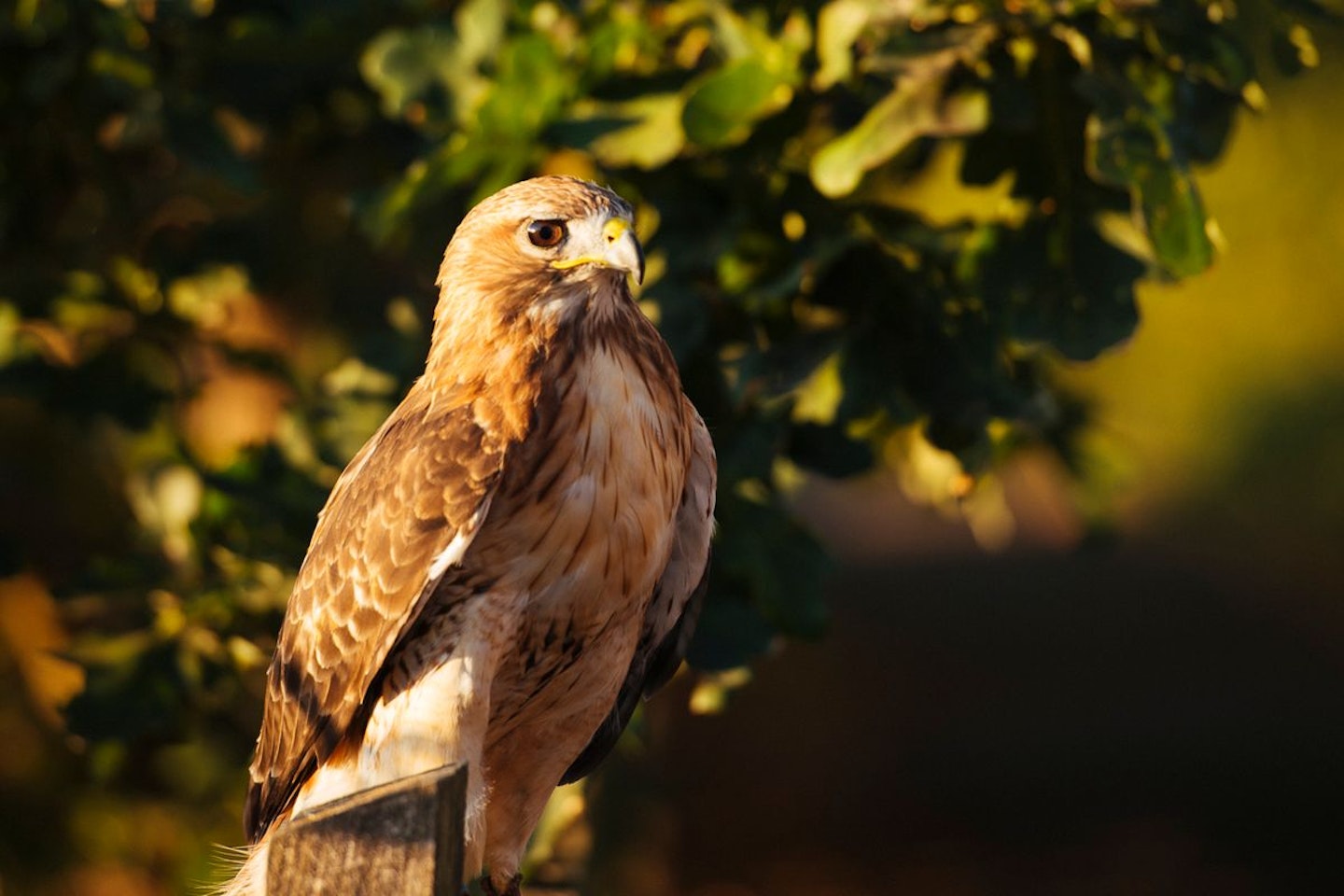 Virtual Live Falconry Experience with Coda Falconry