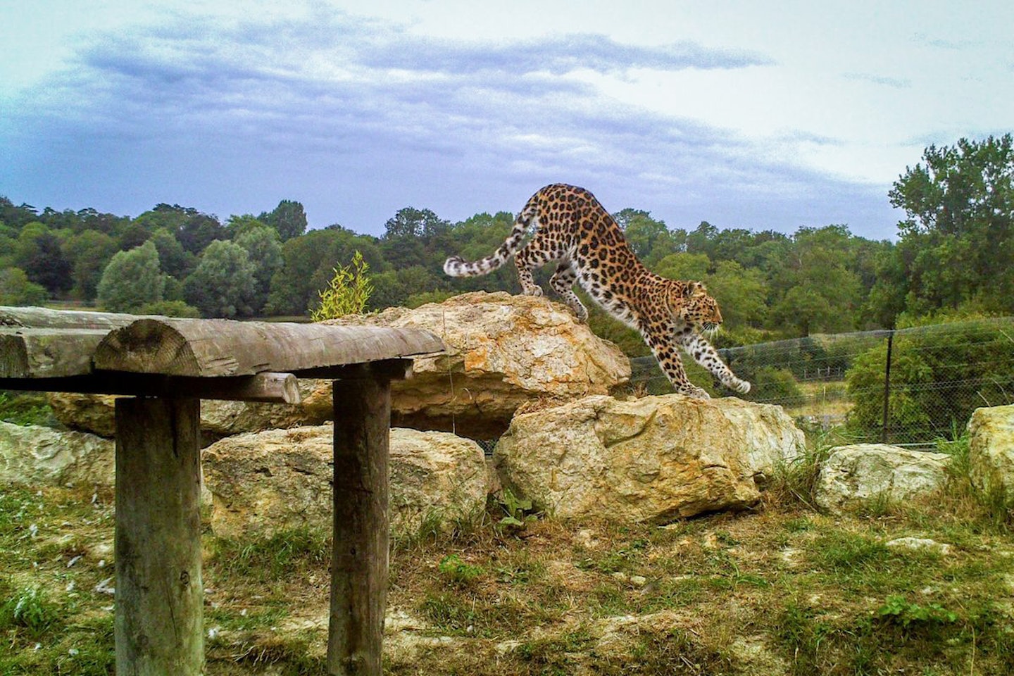 Visit to Port Lympne Reserve and Truck Safari for a Family of Four with Animal Adoption