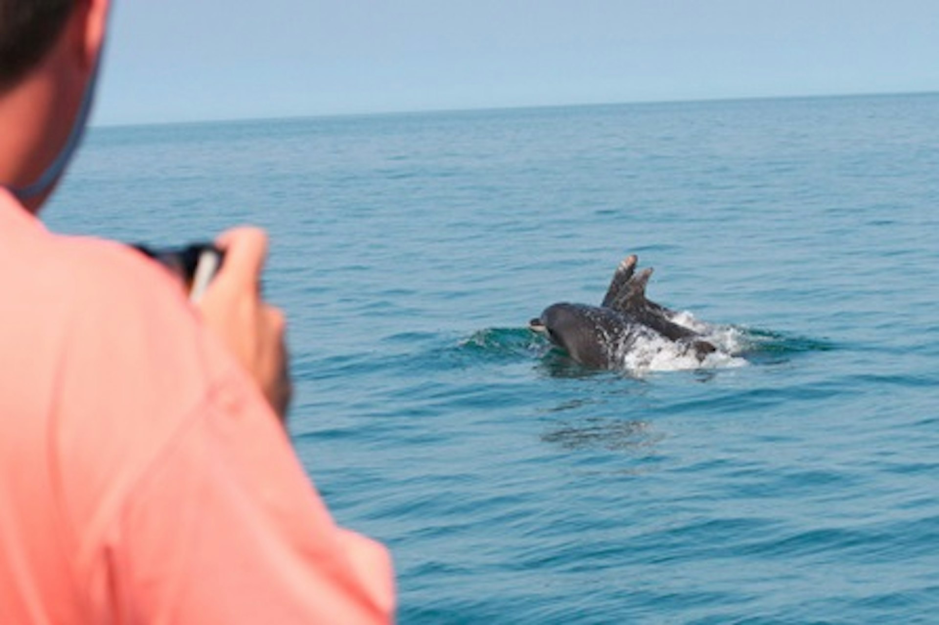 Dolphin Watching for Two 2