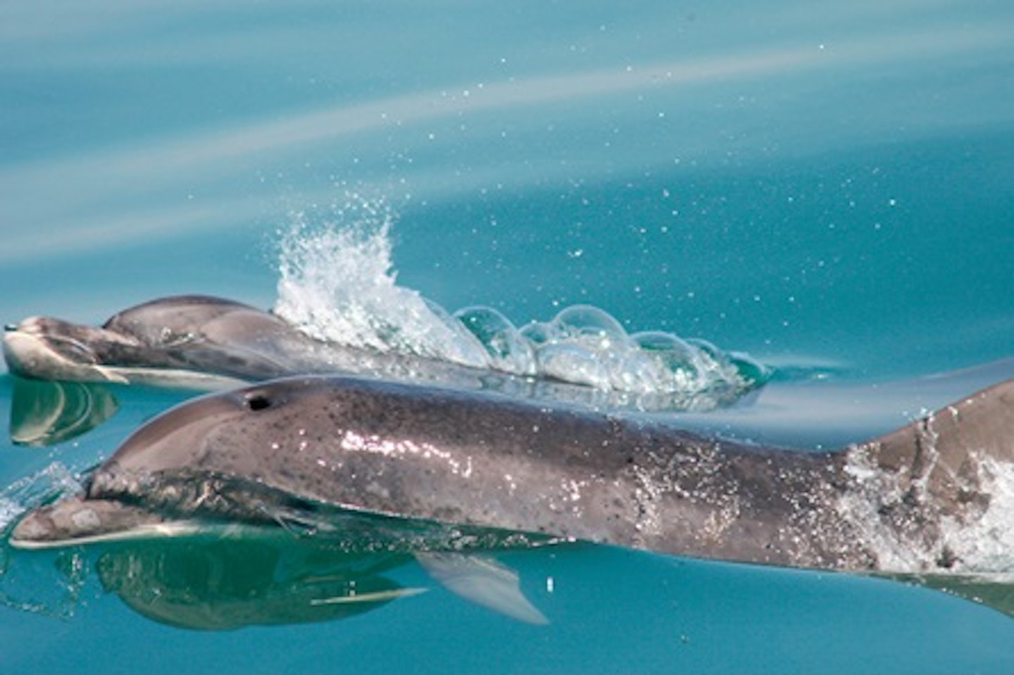 Dolphin Watching for Two 3