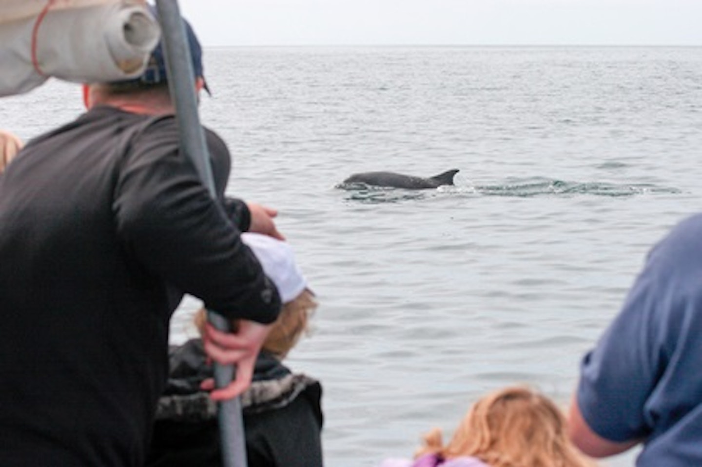 Dolphin Watching for Two 4