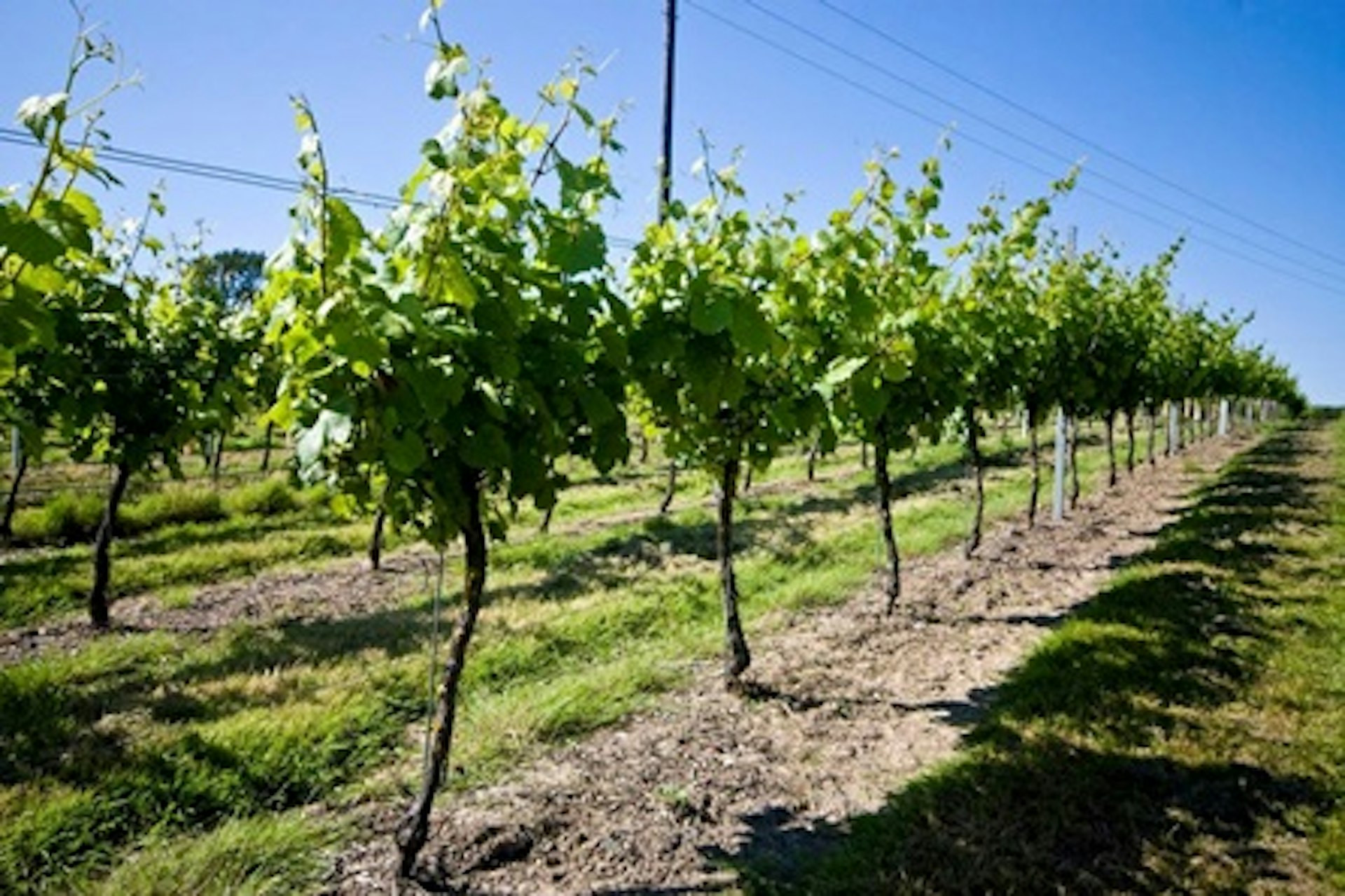 Meet the Wine Maker Vineyard Tour with Tastings for Two 2