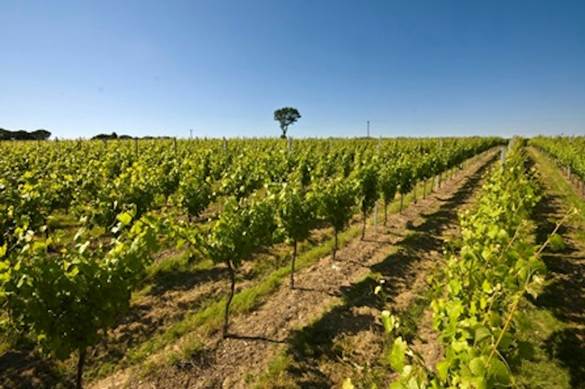 Meet the Wine Maker Vineyard Tour with Tastings for Two 4