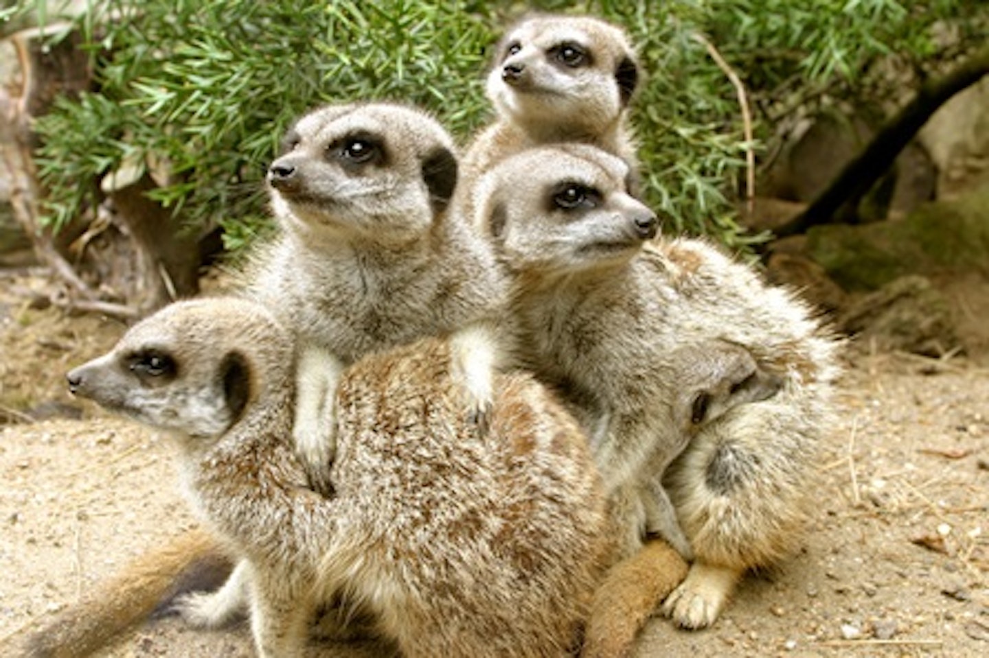 Meerkat Experience for One at Drusillas Park