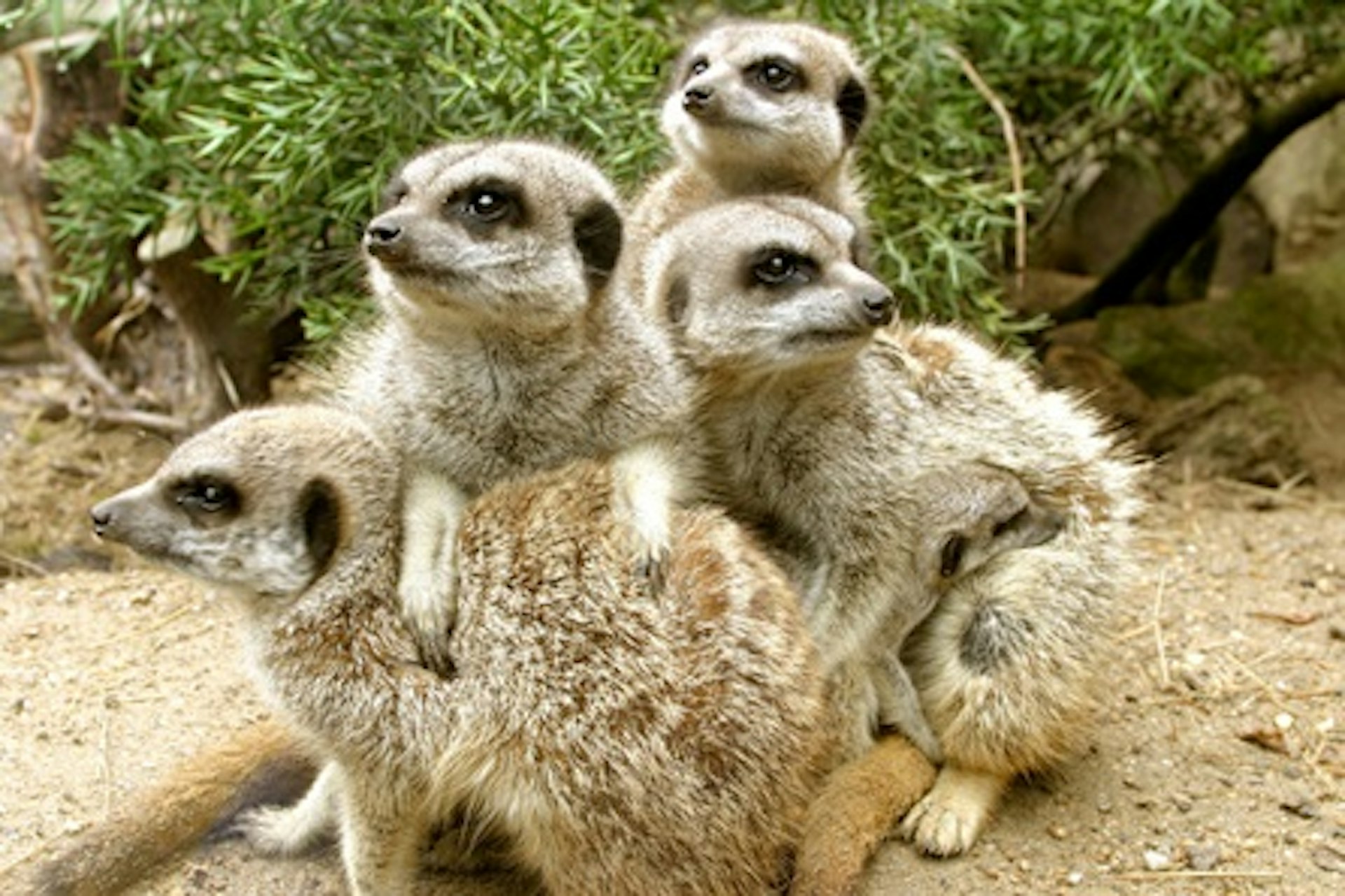 Meerkat Experience for One at Drusillas Park 1