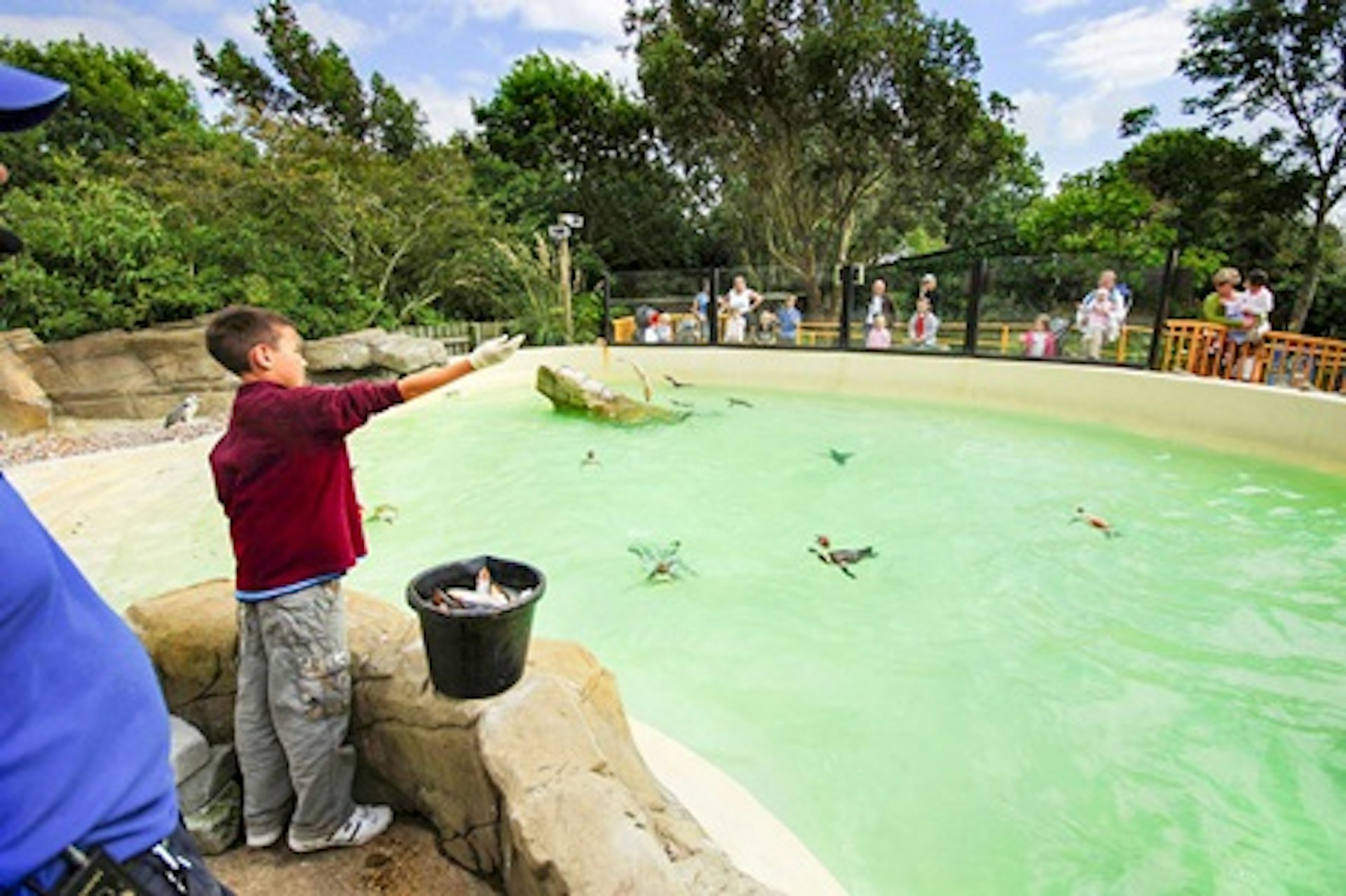 Penguin Feeding Experience for One at Drusillas Park 1