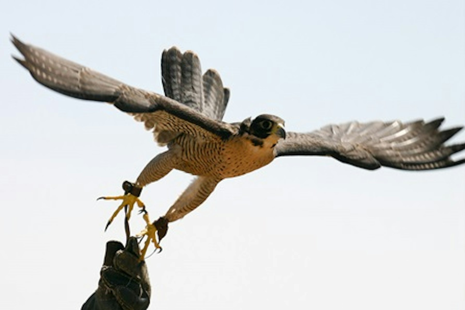 Extended Falconry 1