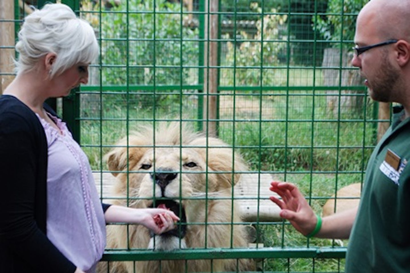 Feed the Big Cats for One - Weekends