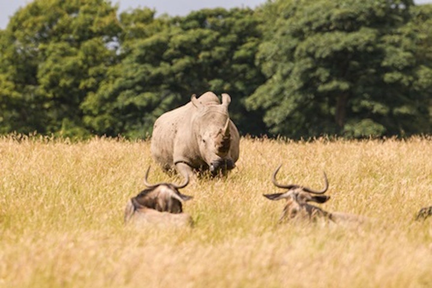 Knowsley Safari Park Family Ticket