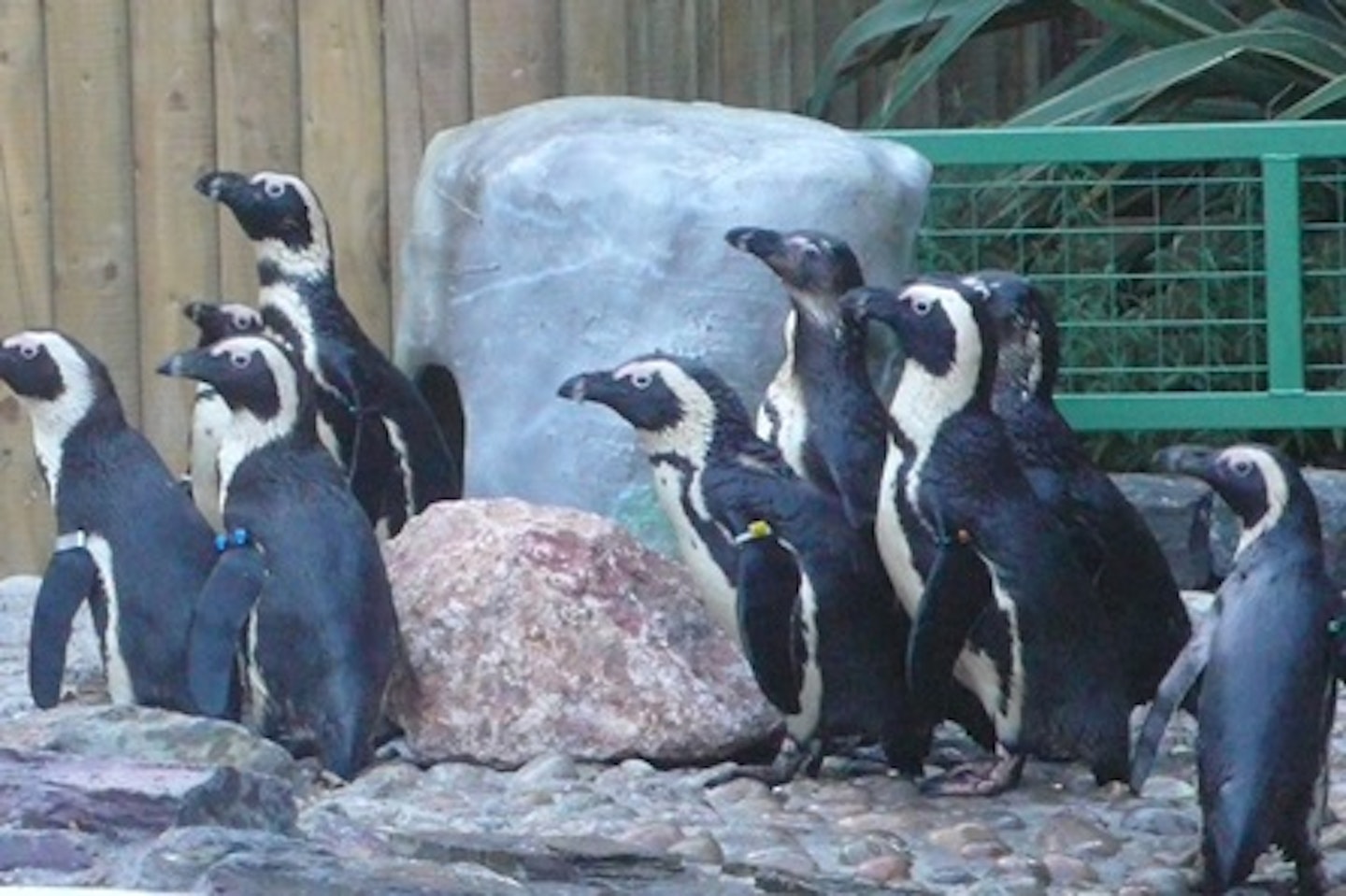 Paradise Wildlife Park Animal Adoption 1