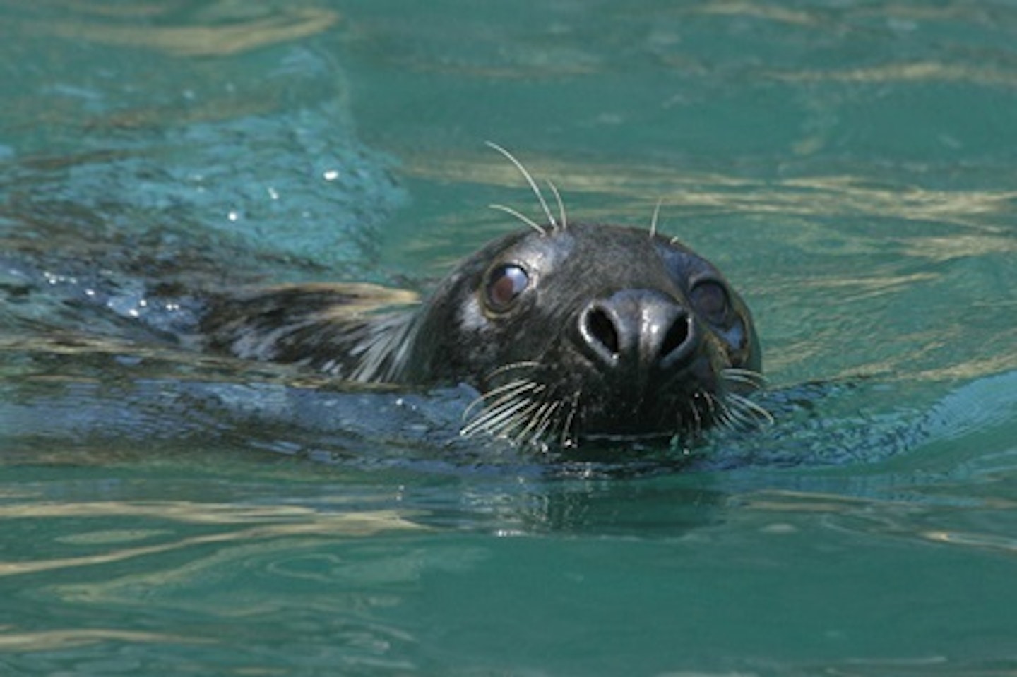 1 Hour Seal Cave Experience for Two Adults [TESTING] 1