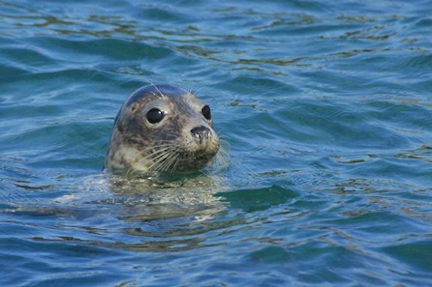 One Hour Seal Cave Experience for Two Adults and Two Children 1