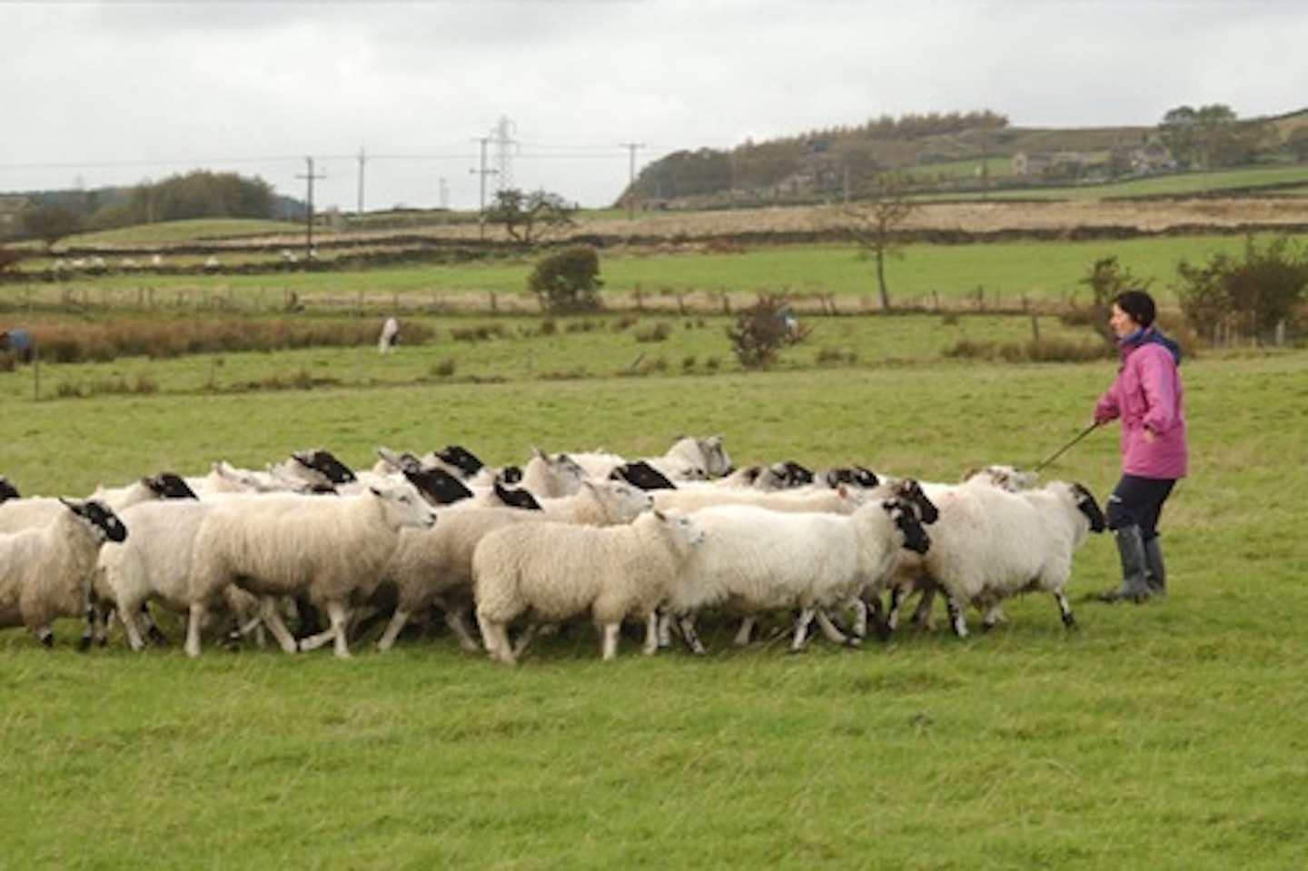 Sheepdog Training Day 1