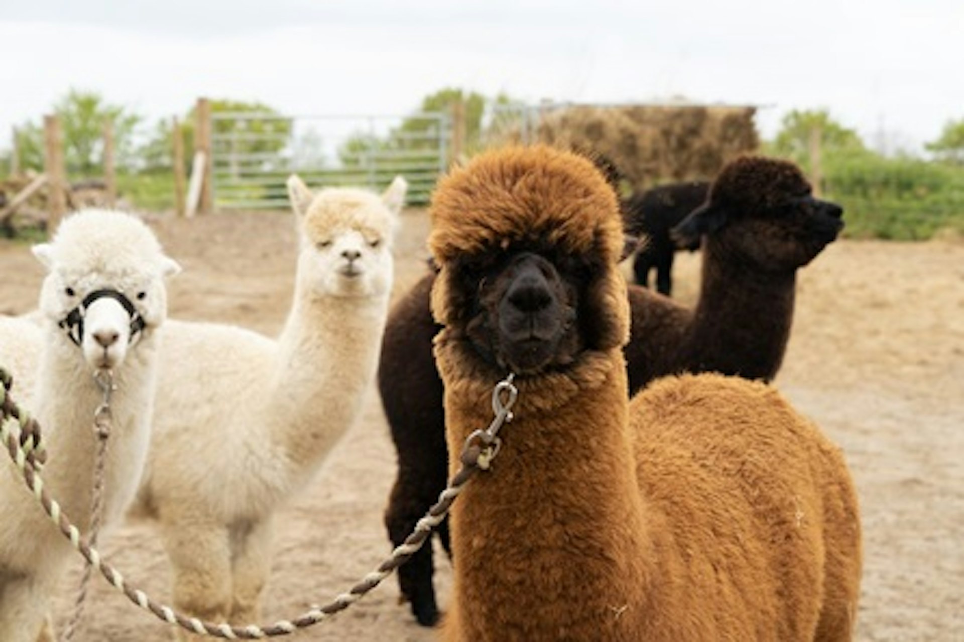 Alpaca Trekking and Entry to Eagle Heights Wildlife Foundation for Two 2